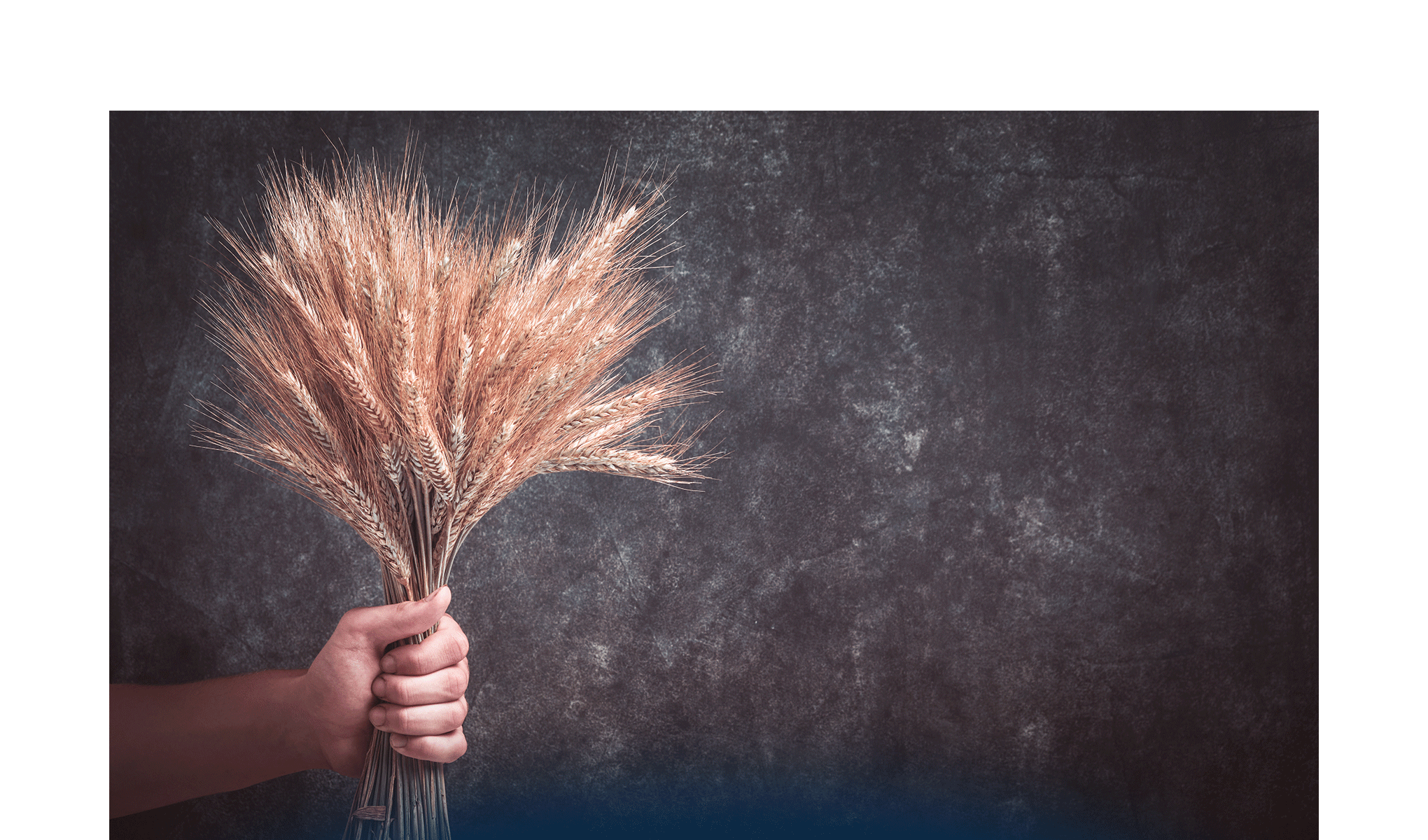 La risposta alla crisi alimentare: 2527 startup agrifood sostenibili nel mondo