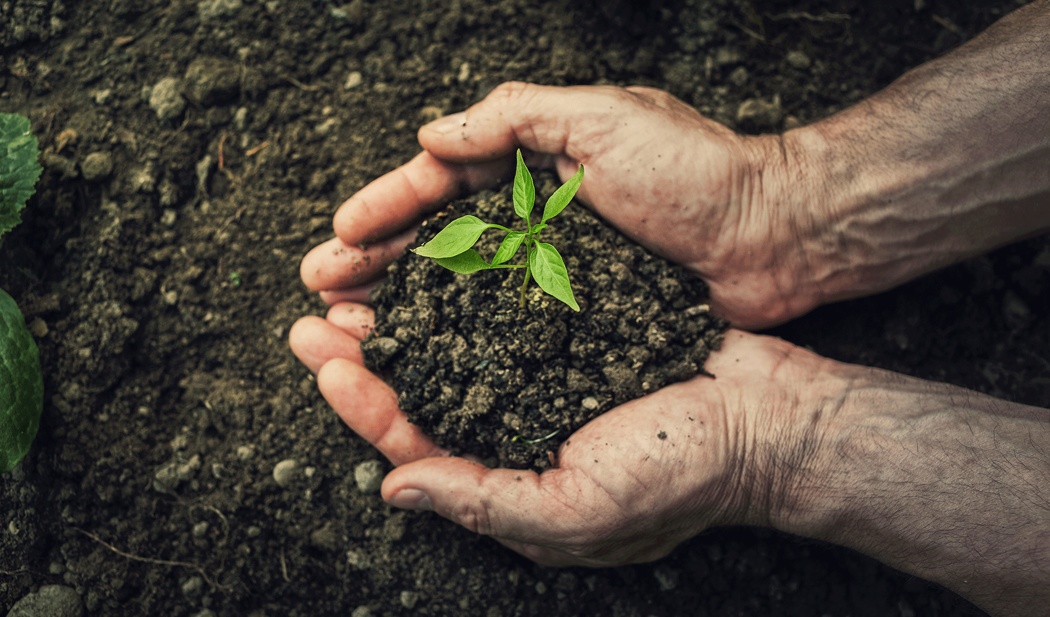 Carbon Farming, un’opportunità per ridurre le emissioni e migliorare le condizioni economiche dell’agricoltura italiana