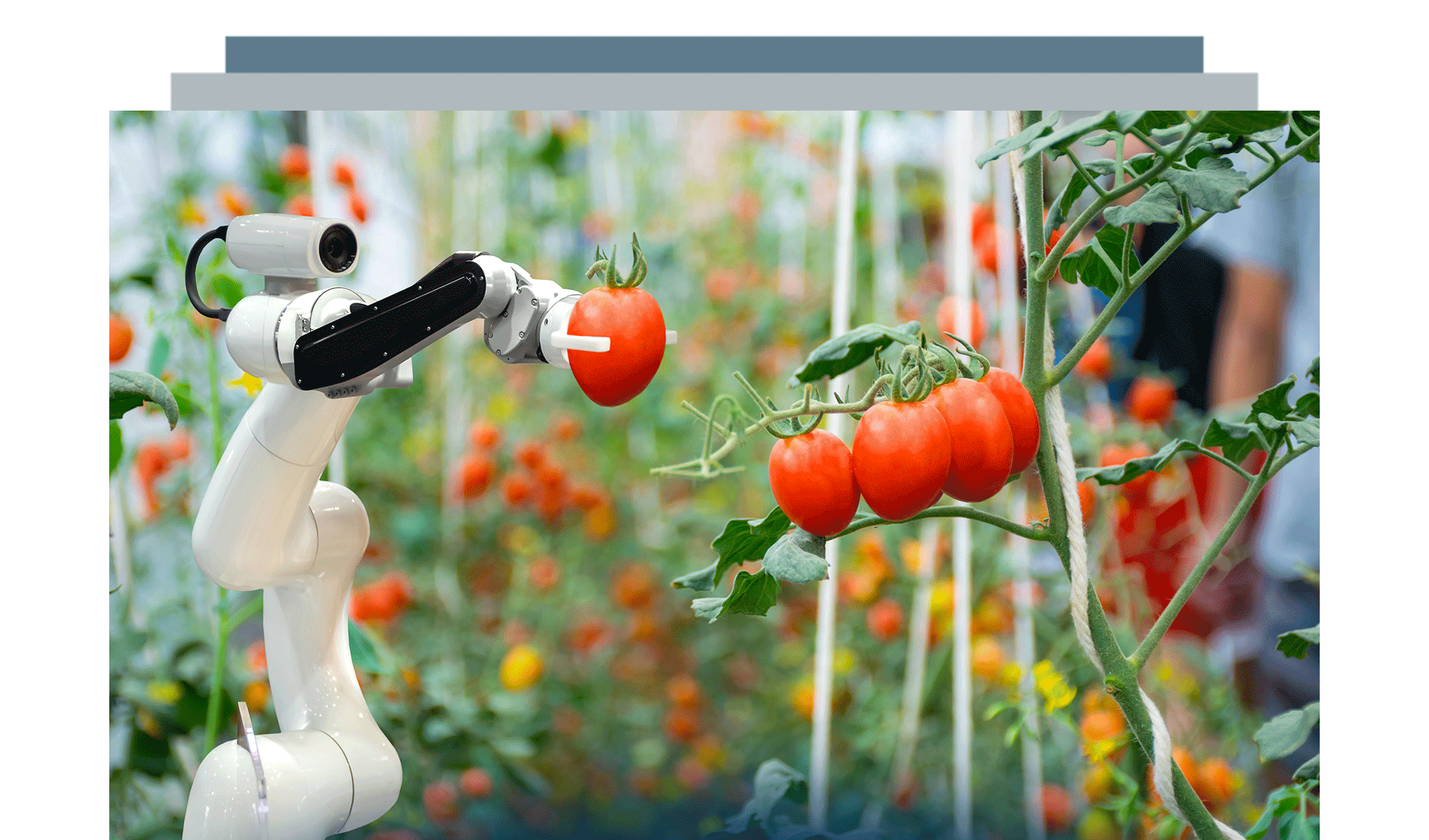 L’Innovazione Digitale nel settore agroalimentare: trend ed evoluzioni (2025)